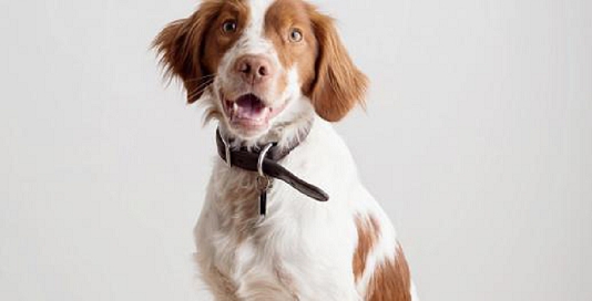 dog portrait in studio