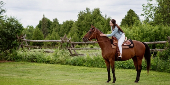 horse picture