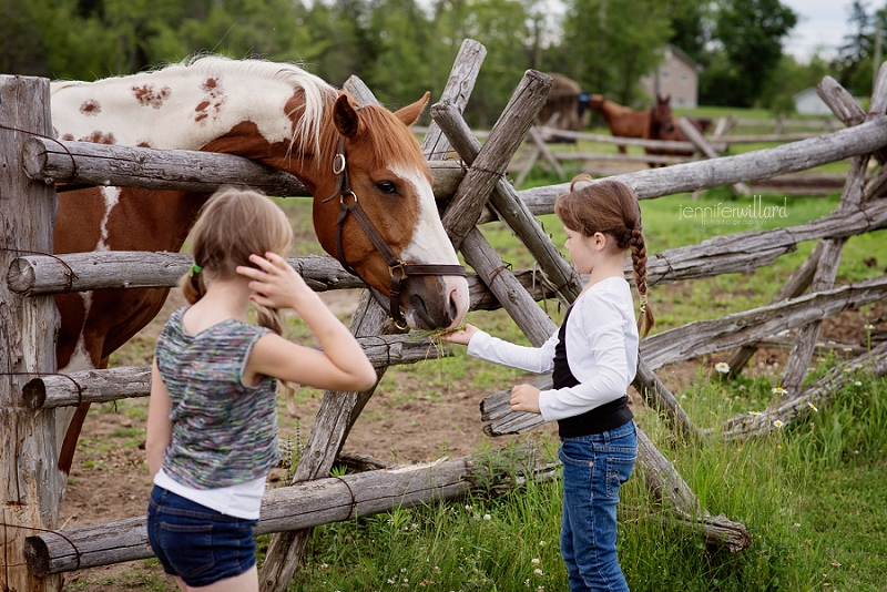 horse portraits on a farm