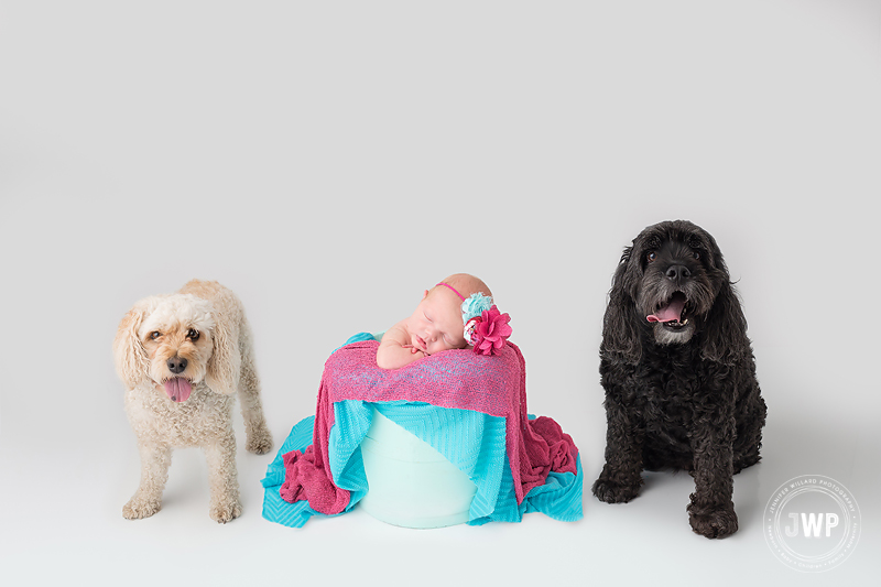 newborn baby girl bucket dogs studio Kingston Photographer